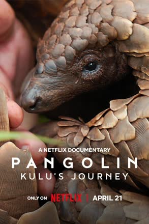 pangolin kulu s journey