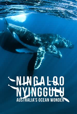 Ningaloo: Australia's Ocean Wonder