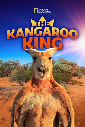 kangaroo king